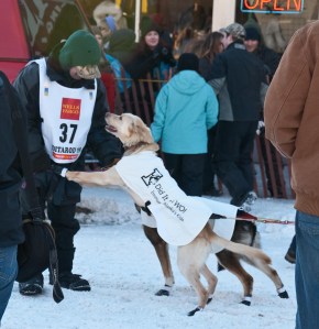 Cim Smith and one of his leaders, at the start in Anchorage
