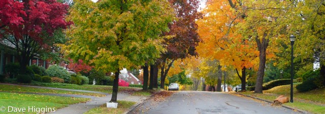 101027_trees-street_fall-2010_b_001 Neighborhood with trees in the fall